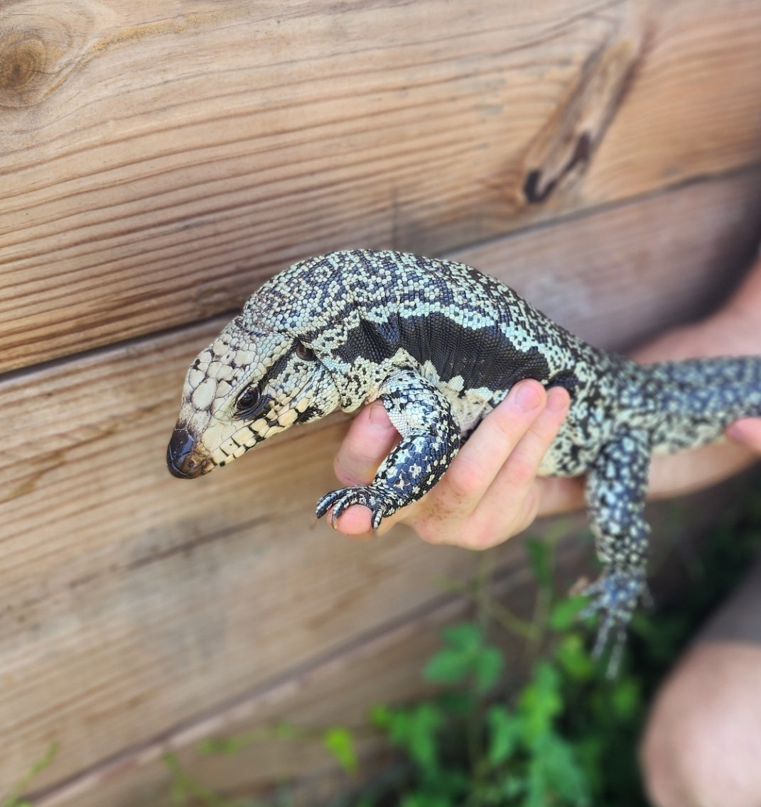 Female Blue Albino Tegu- Azurite x Triana