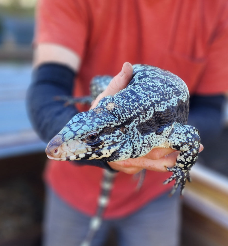 Female Blue Tegu- Legacy X Stormy