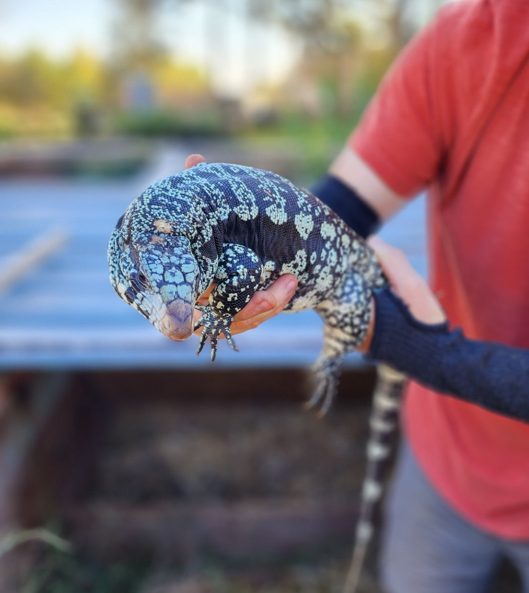 Female Blue Tegu- Legacy X Stormy