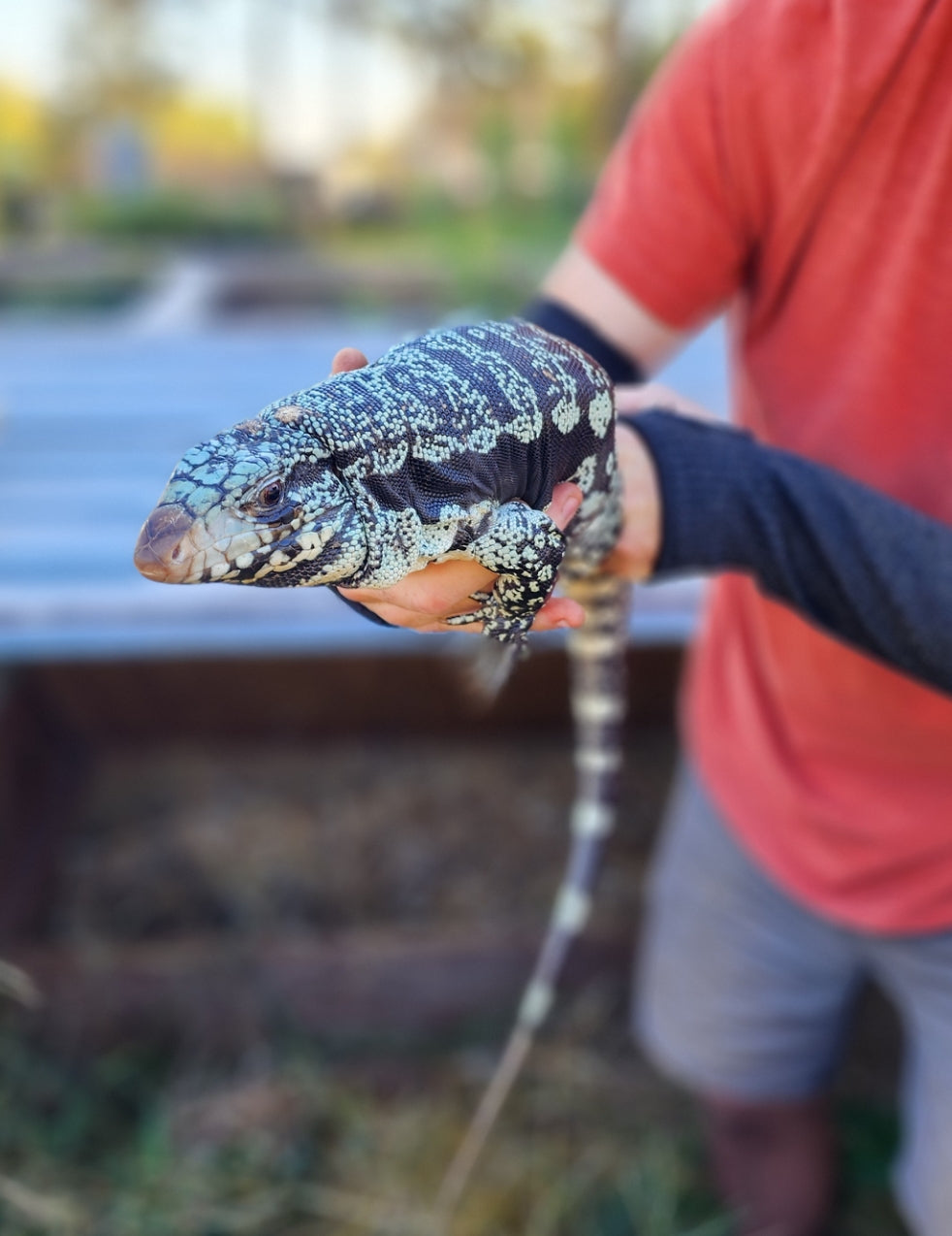 Blue Tegu- Legacy X Stormy