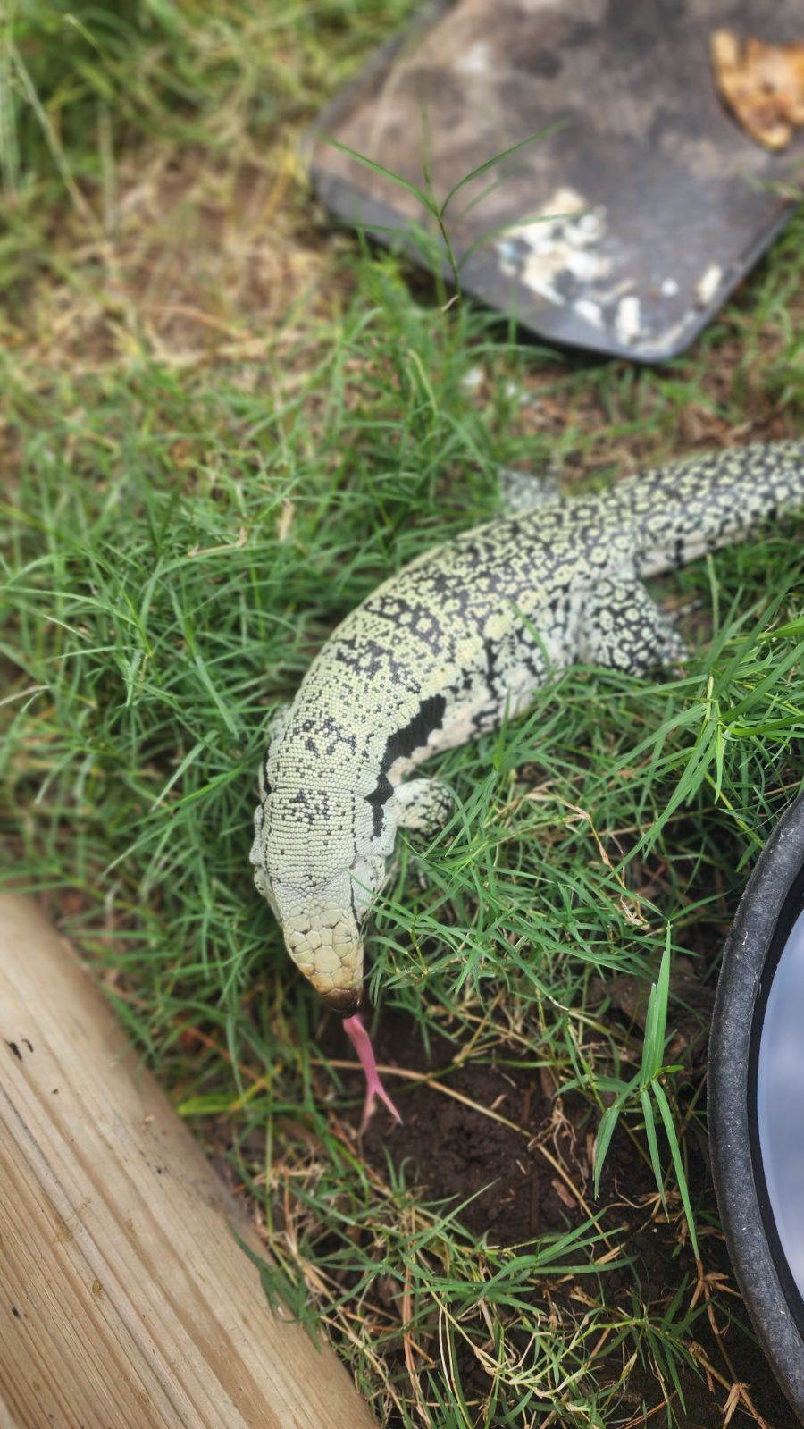Male Blue Tegu- Aang x Tails