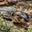 RoseCityReptilesTX logo