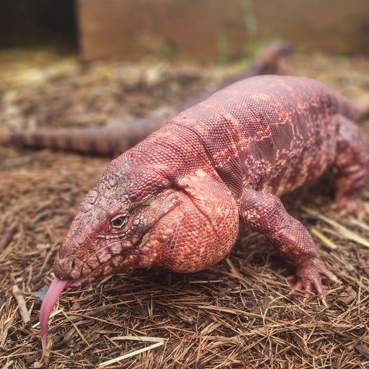 Deadly Tegu Deposits for 2024 Clutches – RoseCityReptilesTX