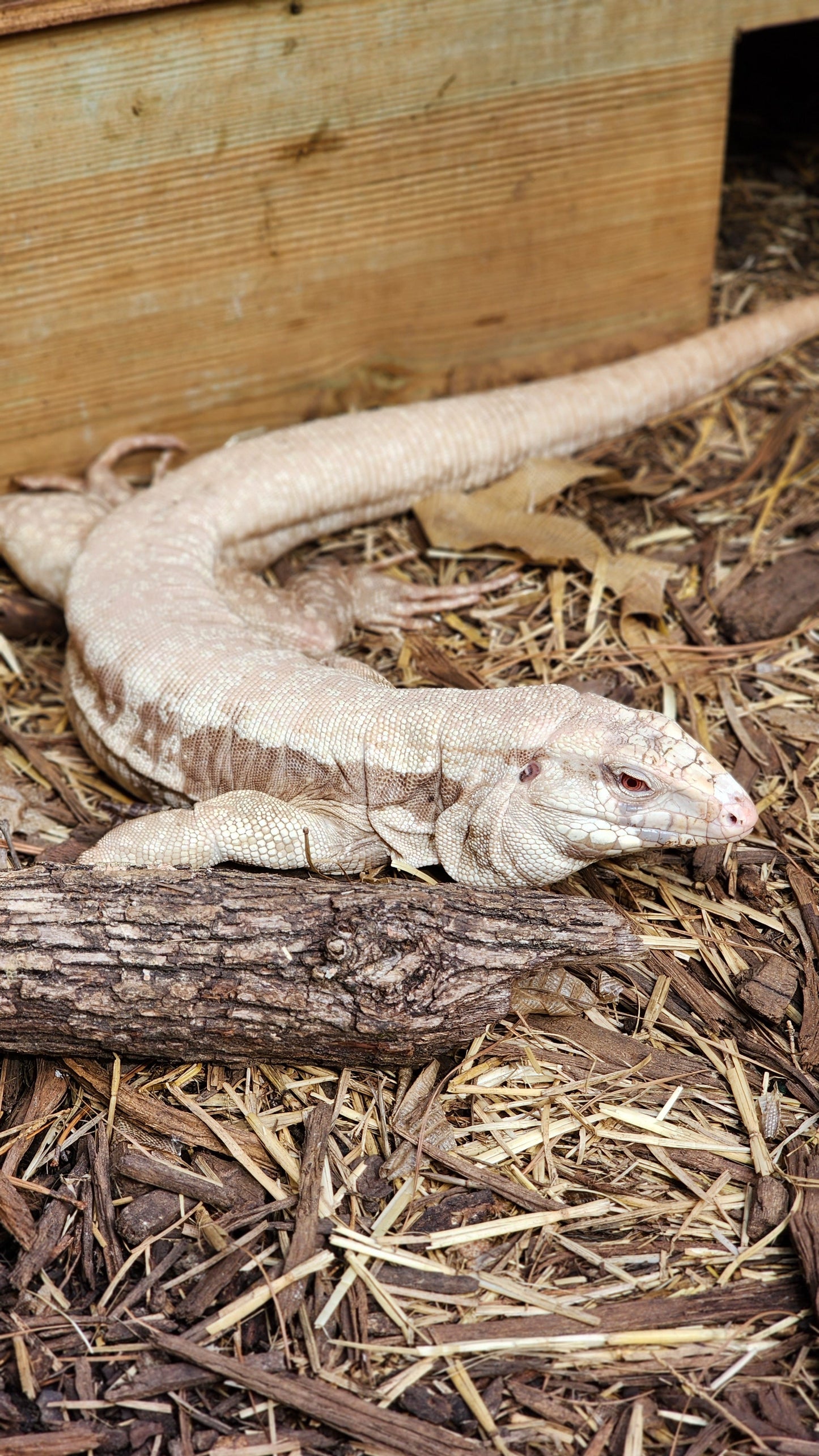 Female Albino Tegu