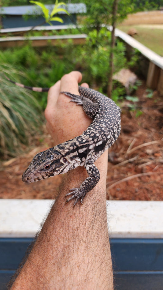 Male Red Anery Tegu
