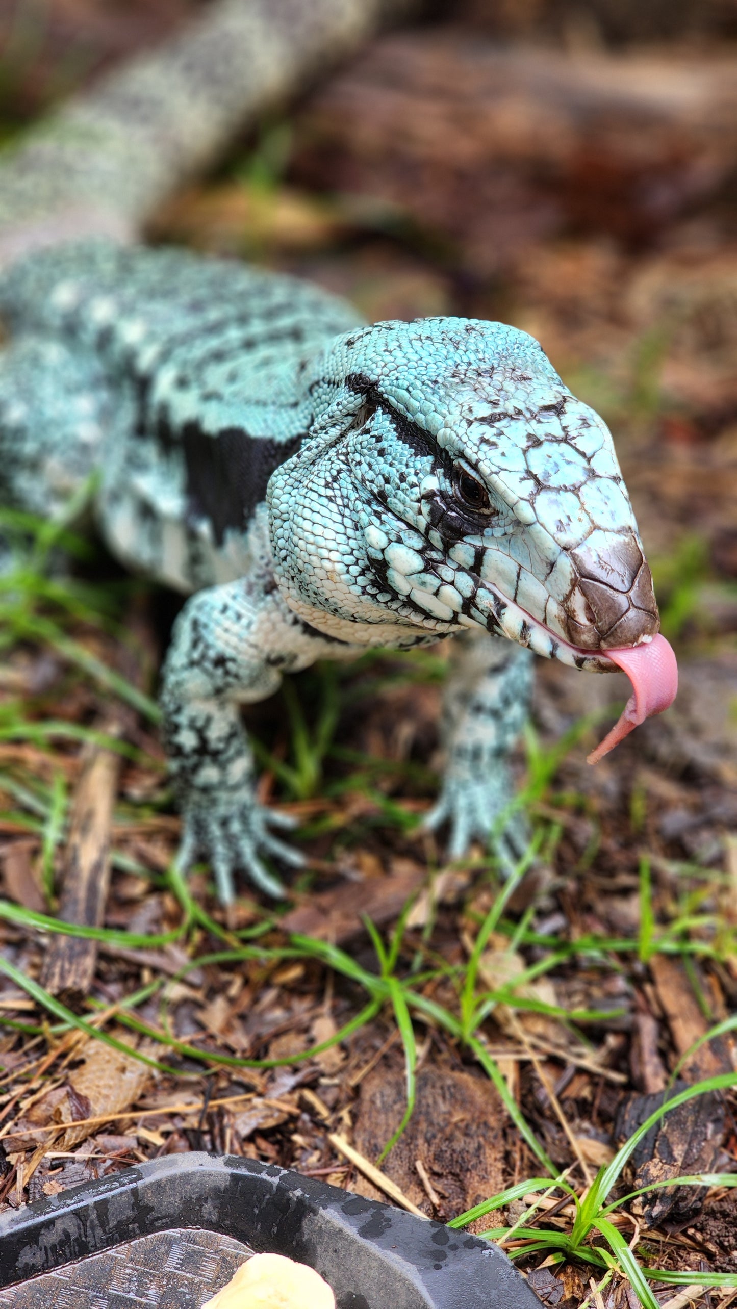 Female Blue Tegu- Legacy X Skylar