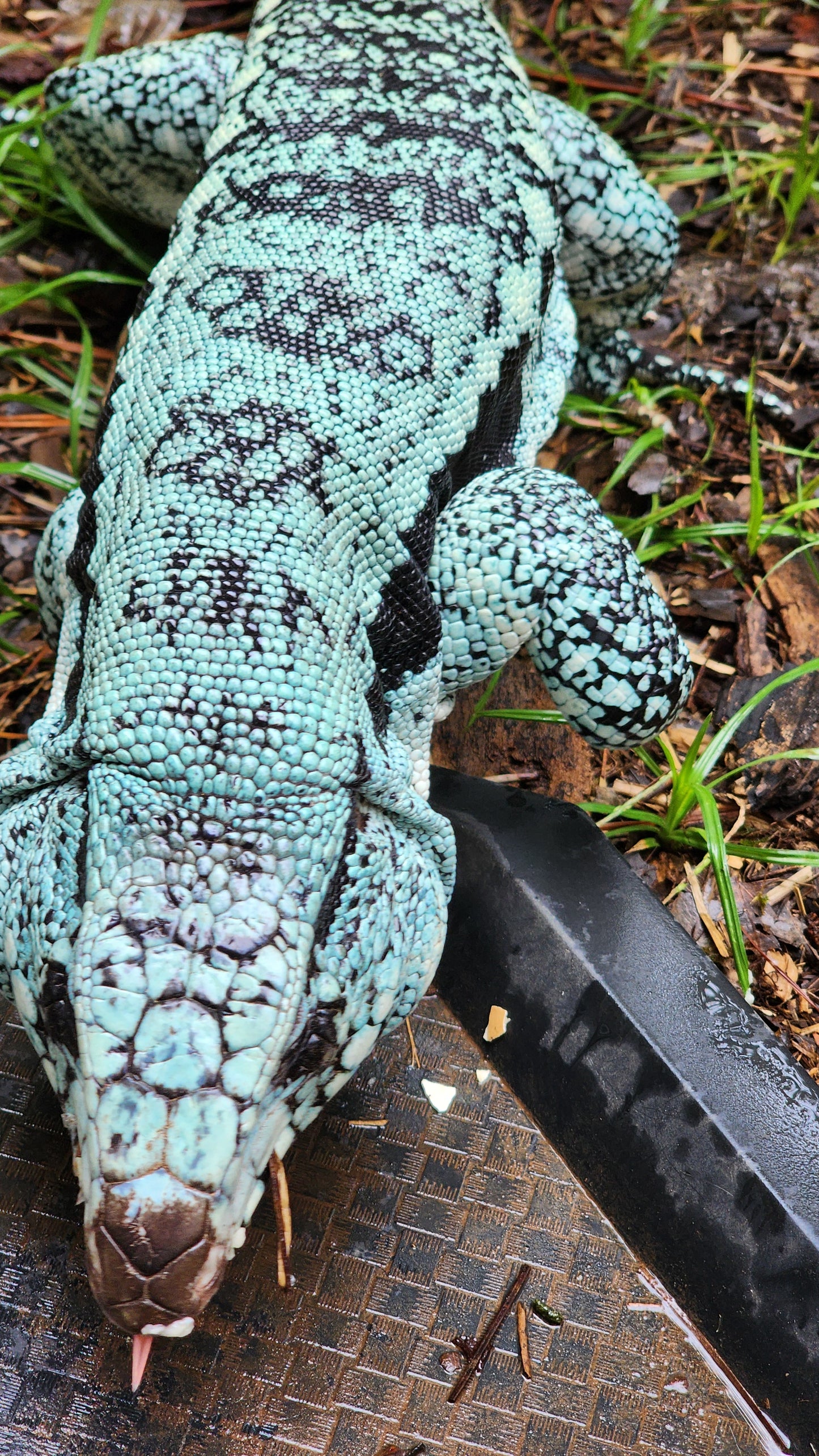 Female Blue Tegu- Legacy X Skylar