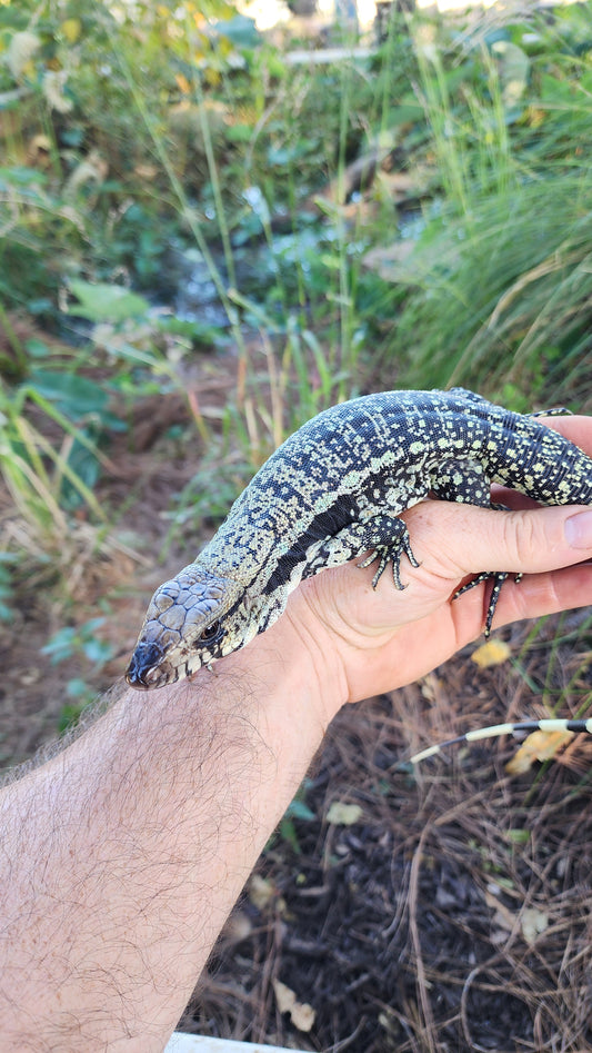 Blue Male Tegu- Azurite x Triana