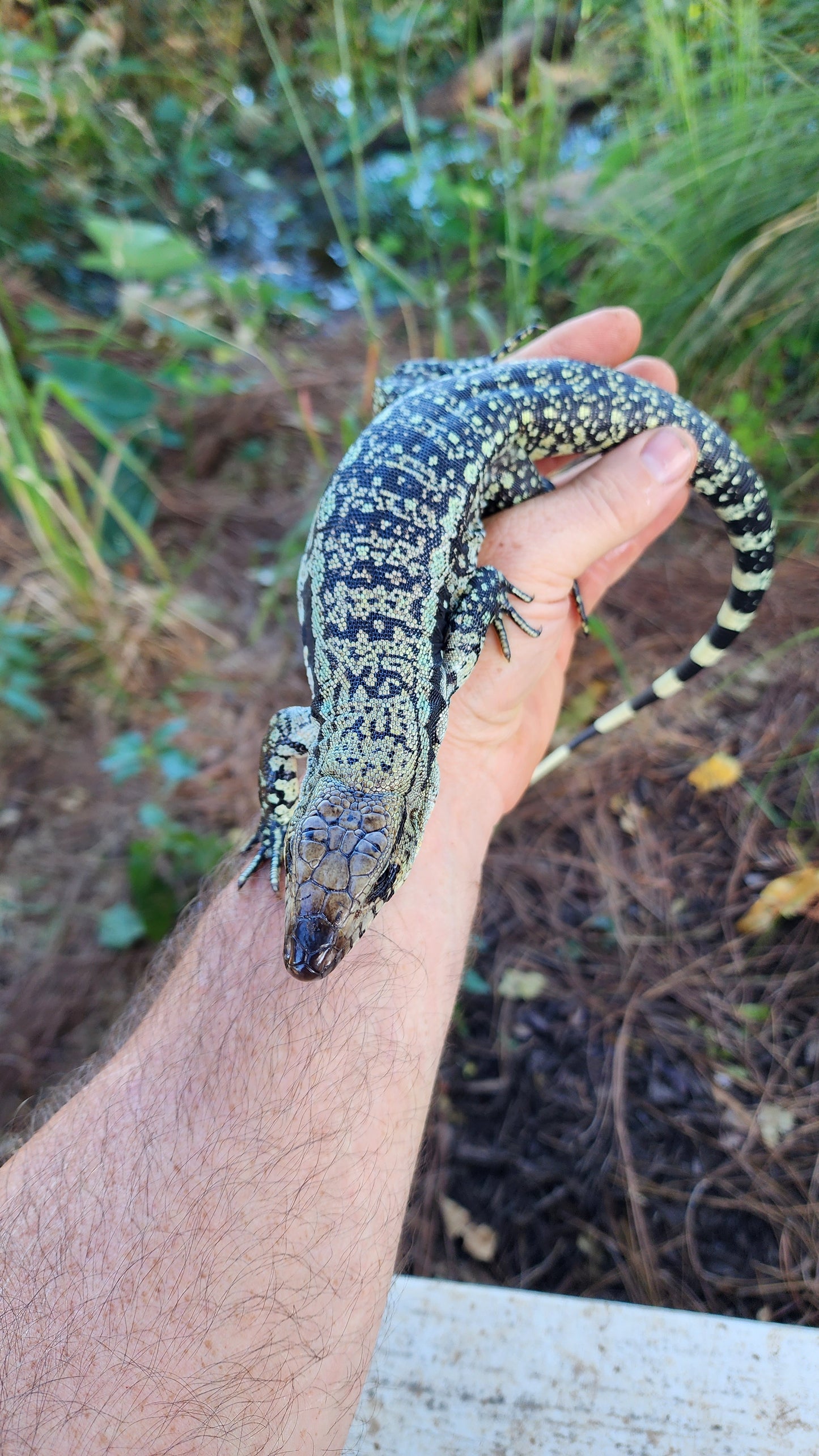 Blue Male Tegu- Azurite x Triana