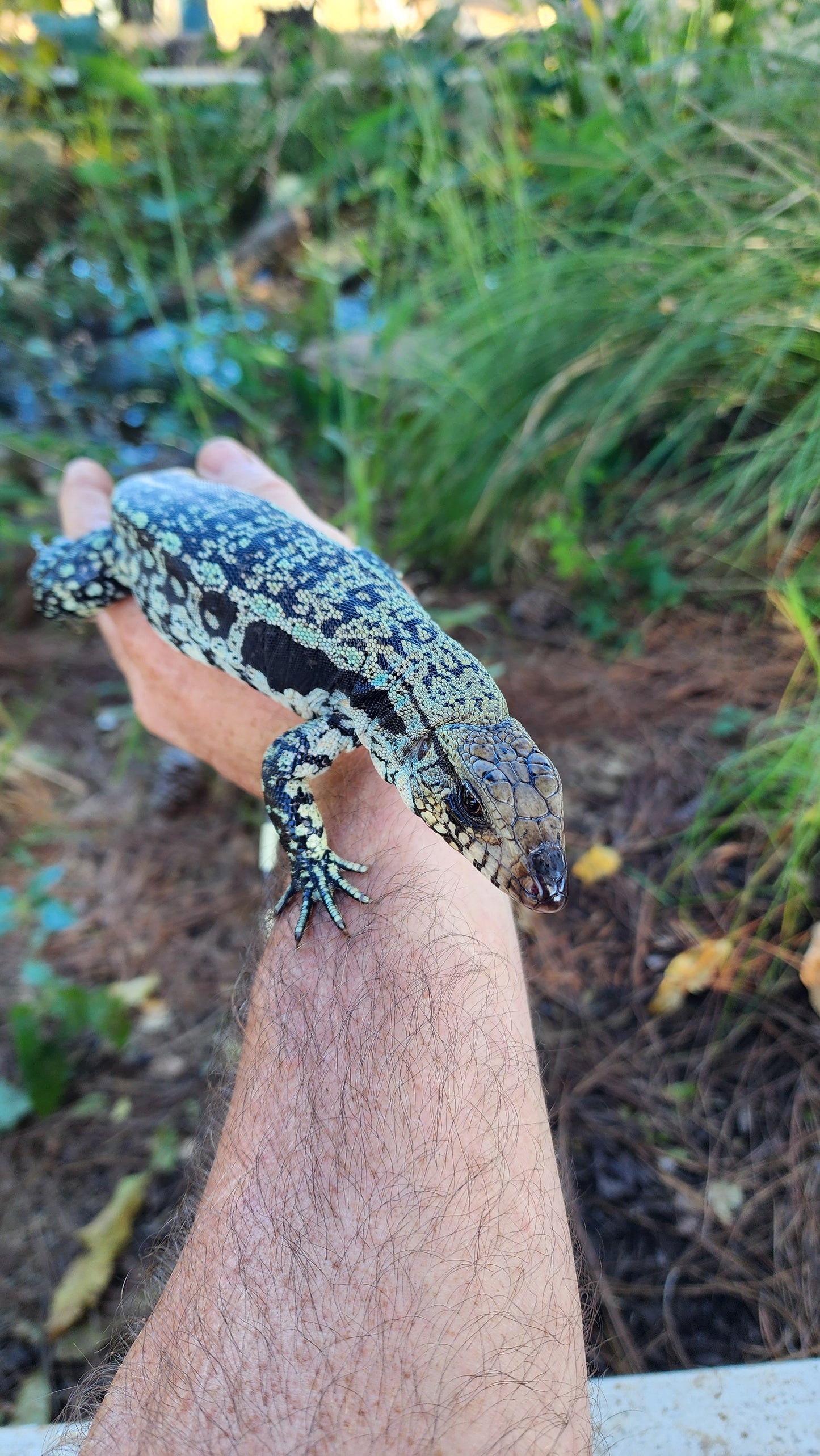 Blue Male Tegu- Azurite x Triana