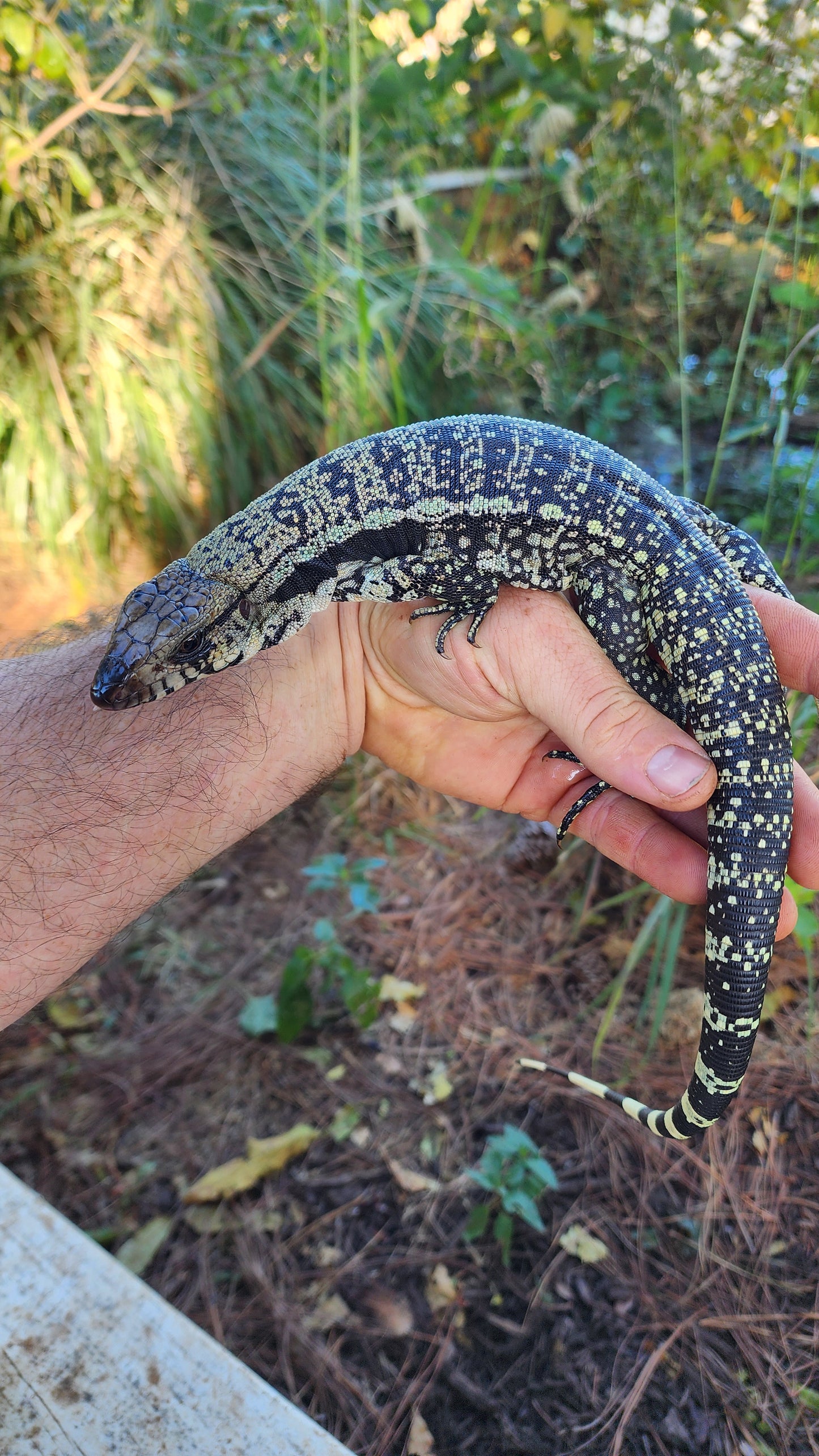 Blue Male Tegu- Azurite x Triana