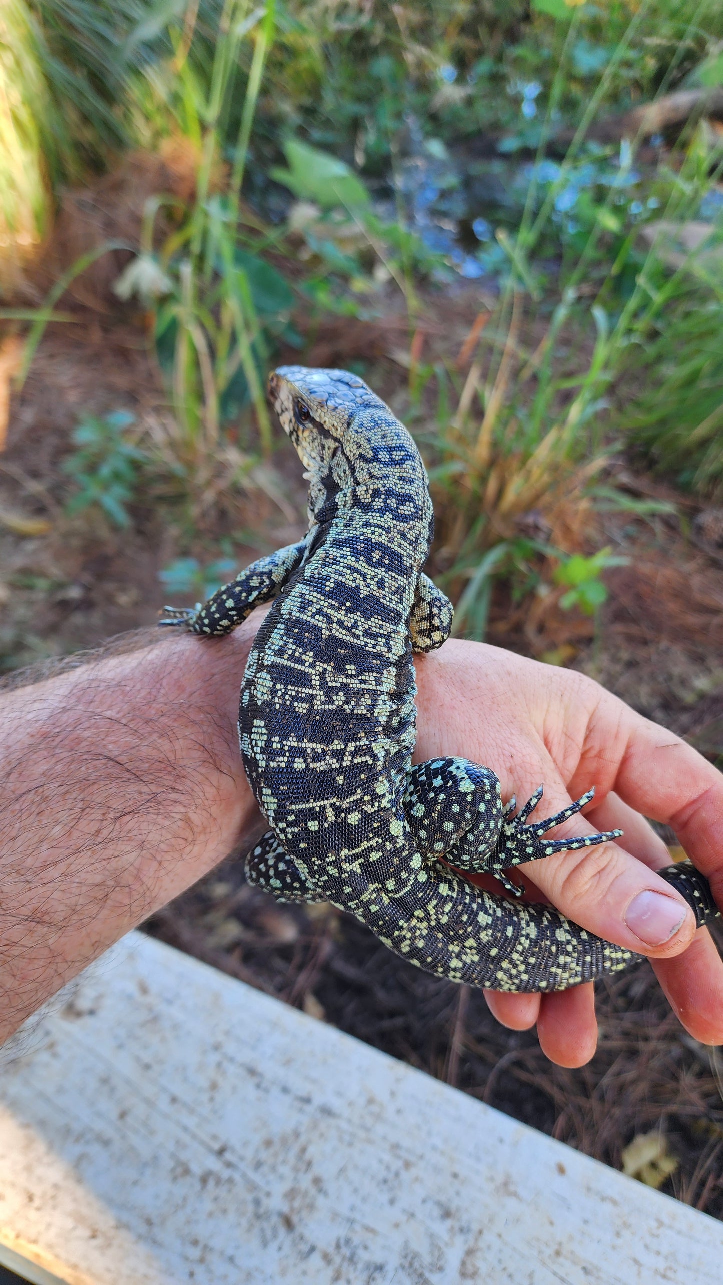 Blue Male Tegu- Azurite x Triana