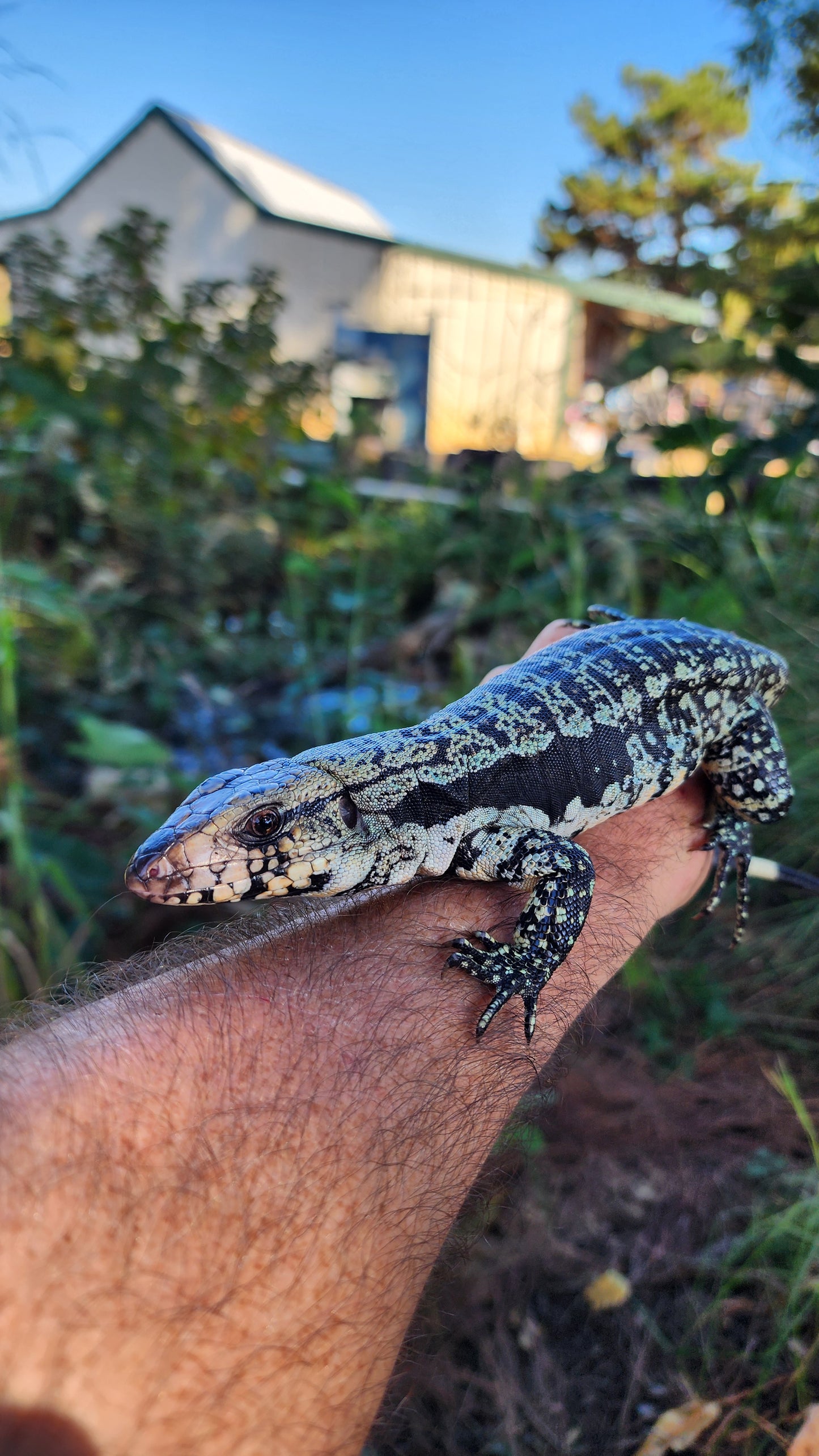 Blue Male Tegu- Azurite x Triana