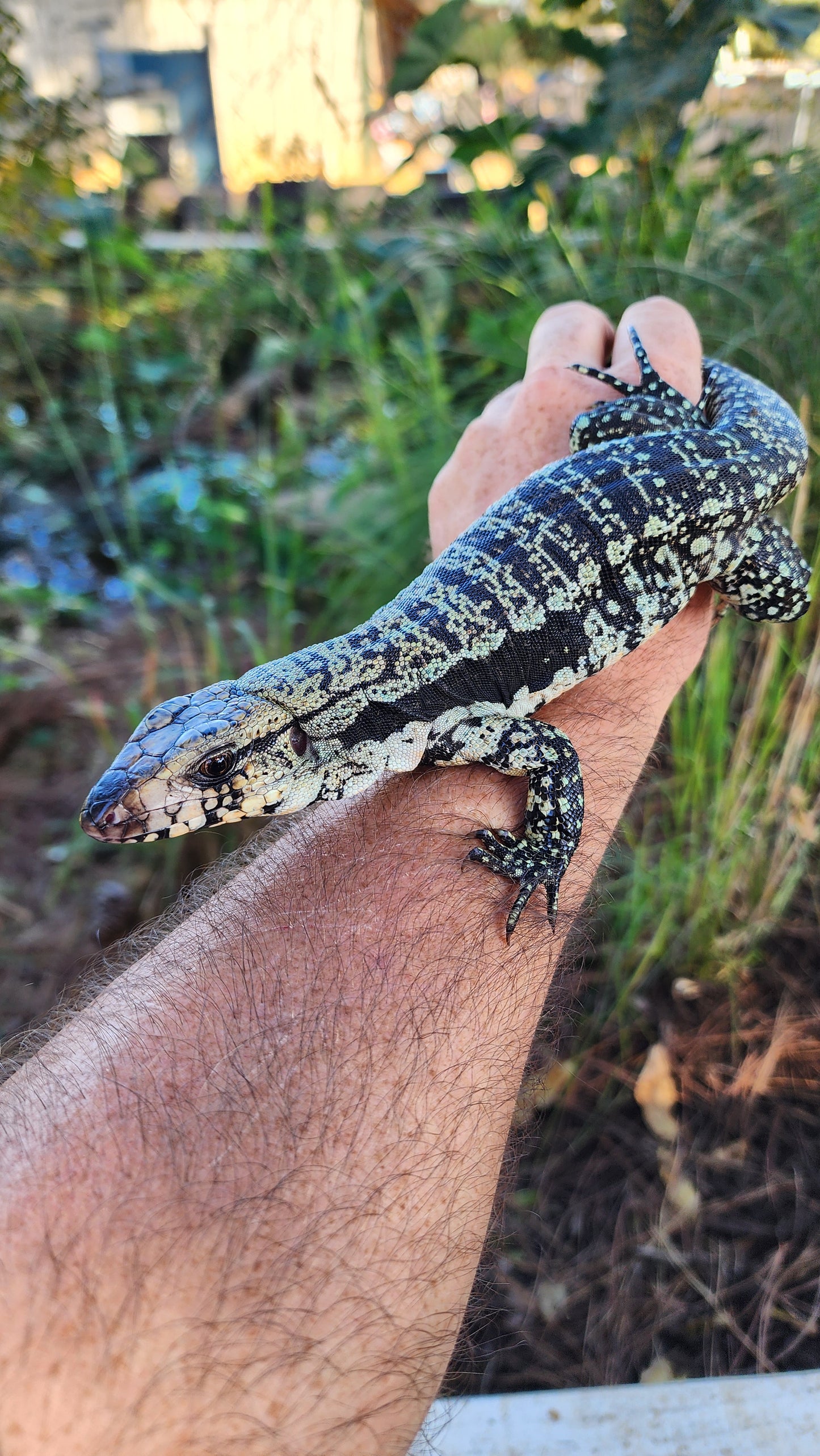 Blue Male Tegu- Azurite x Triana