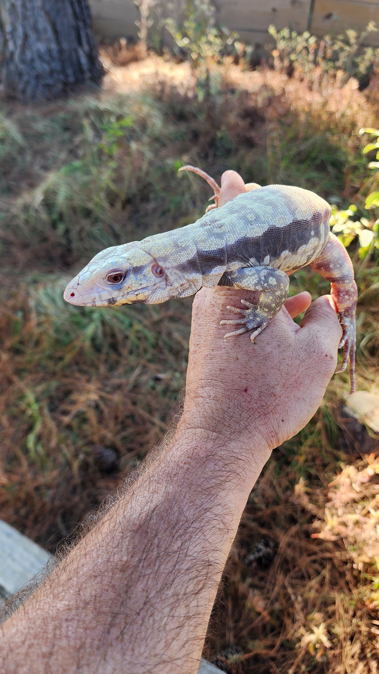 Male Albino Blue Tegu- Azurite x Triana