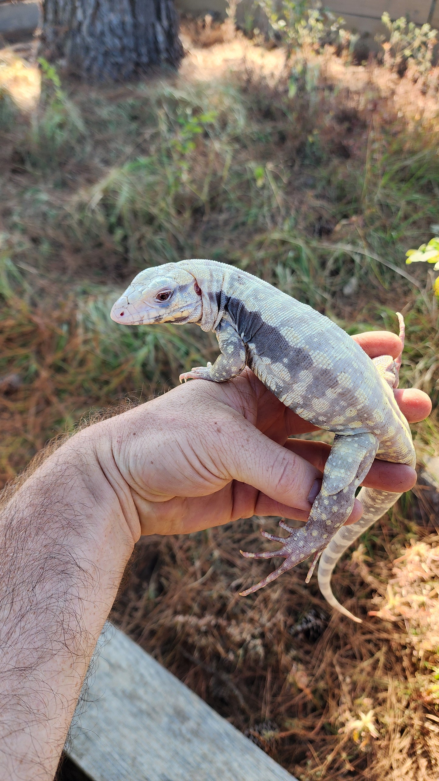 Male Albino Blue Tegu- Azurite x Triana