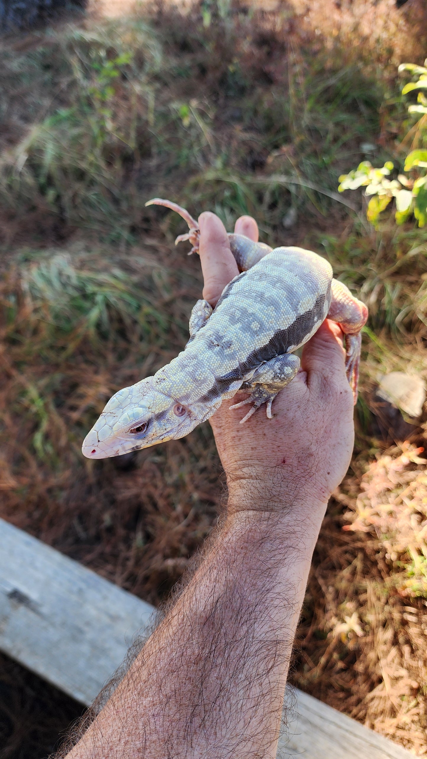 Male Albino Blue Tegu- Azurite x Triana