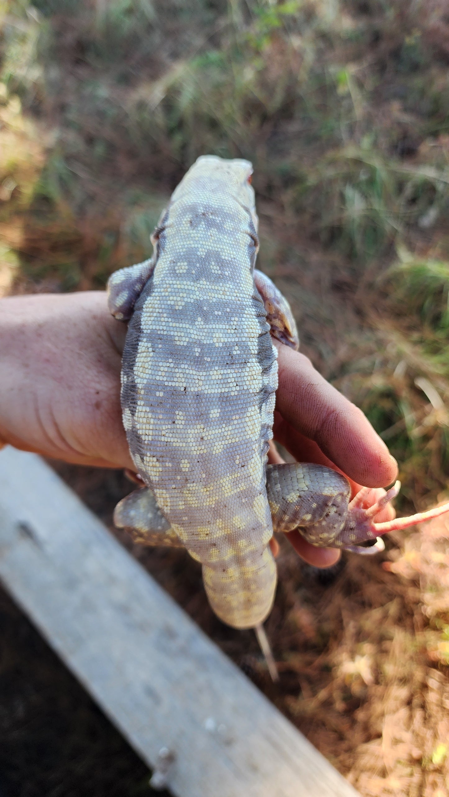 Male Albino Blue Tegu- Azurite x Triana