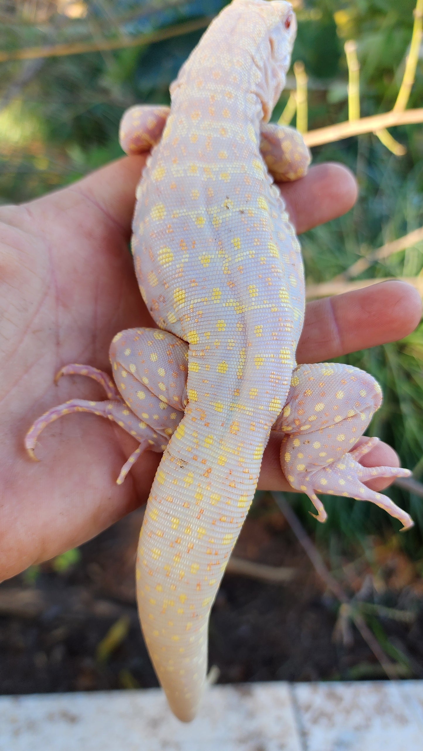 Male Tribrid Albino Tegu- Topaz x Sunny