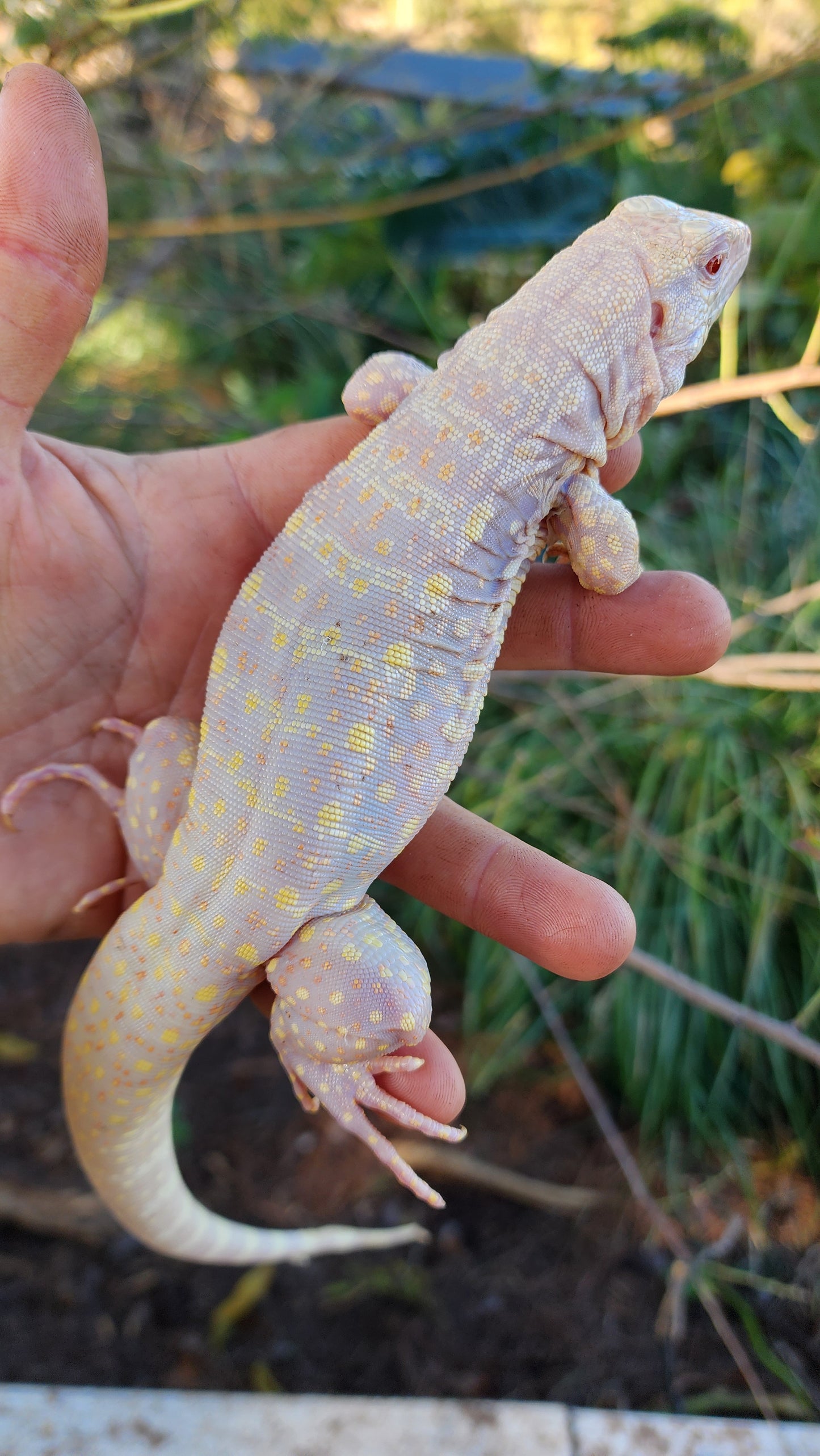 Male Tribrid Albino Tegu- Topaz x Sunny