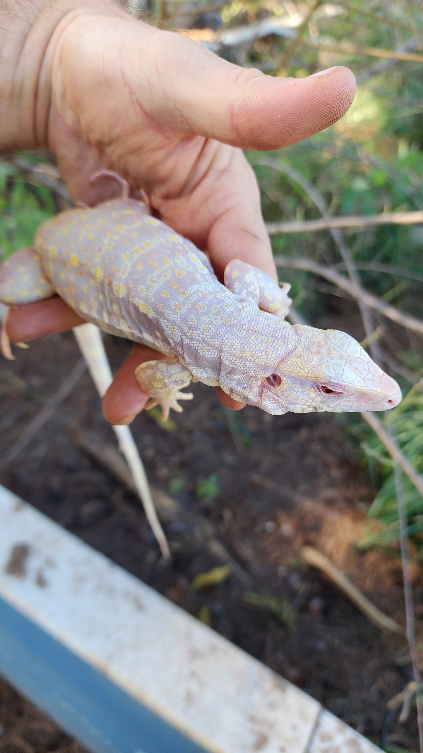 Male Tribrid Albino Tegu- Topaz x Sunny