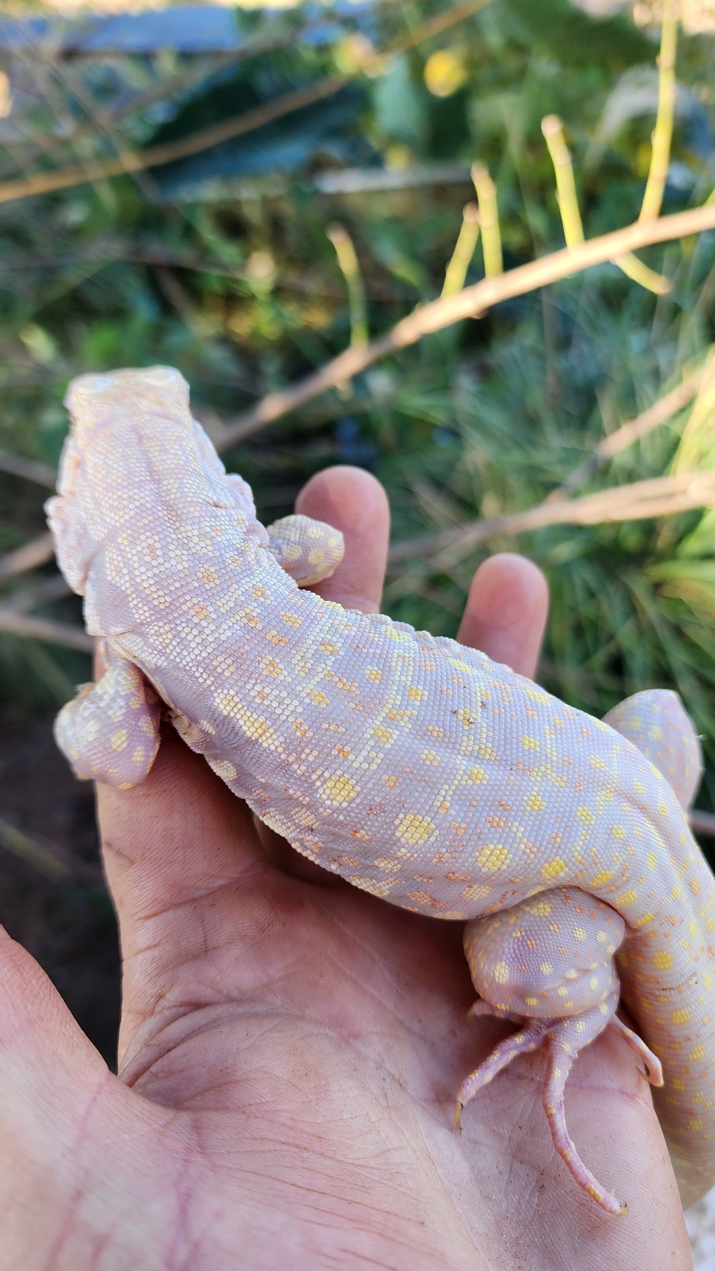 Male Tribrid Albino Tegu- Topaz x Sunny