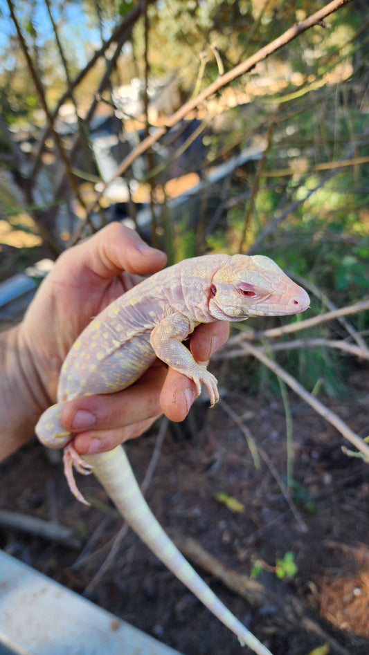 Male Tribrid Albino Tegu- Topaz x Sunny