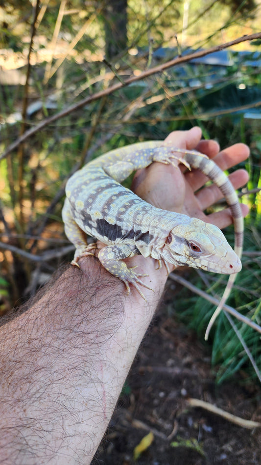 Female Tribrid Albino Tegu- Topaz x Sunny