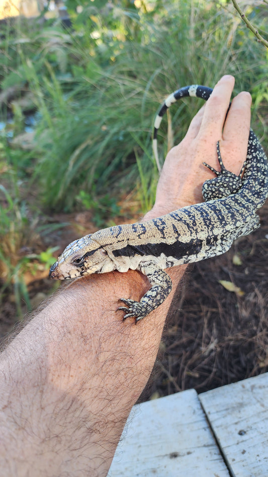 Female Blue Tegu- Legacy  X Tiffany