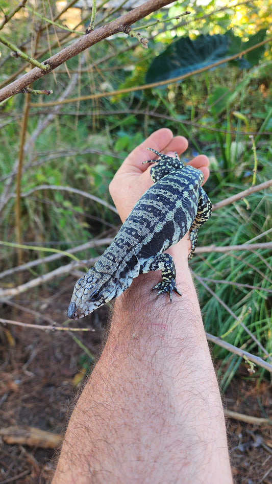 Male Blue Tegu- Tsunami x Stormy