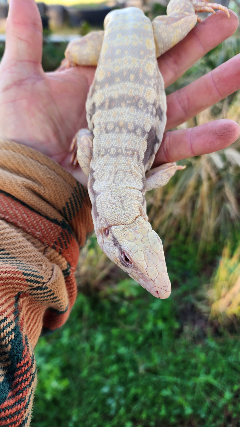RoseCityReptilesTX