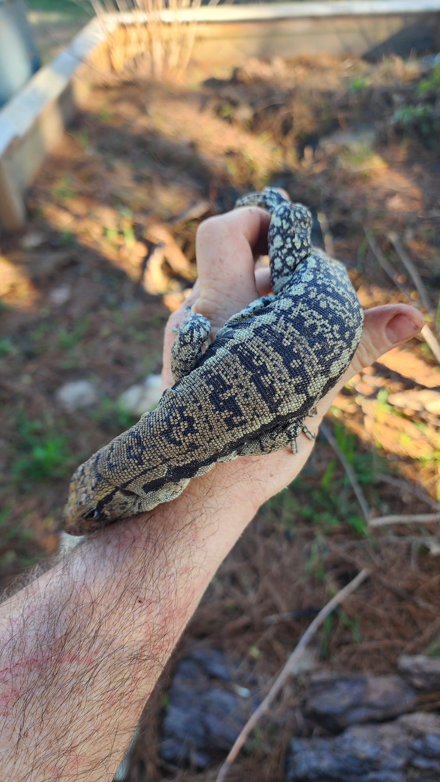 Female Blue Tegu- Legacy  X Tiffany