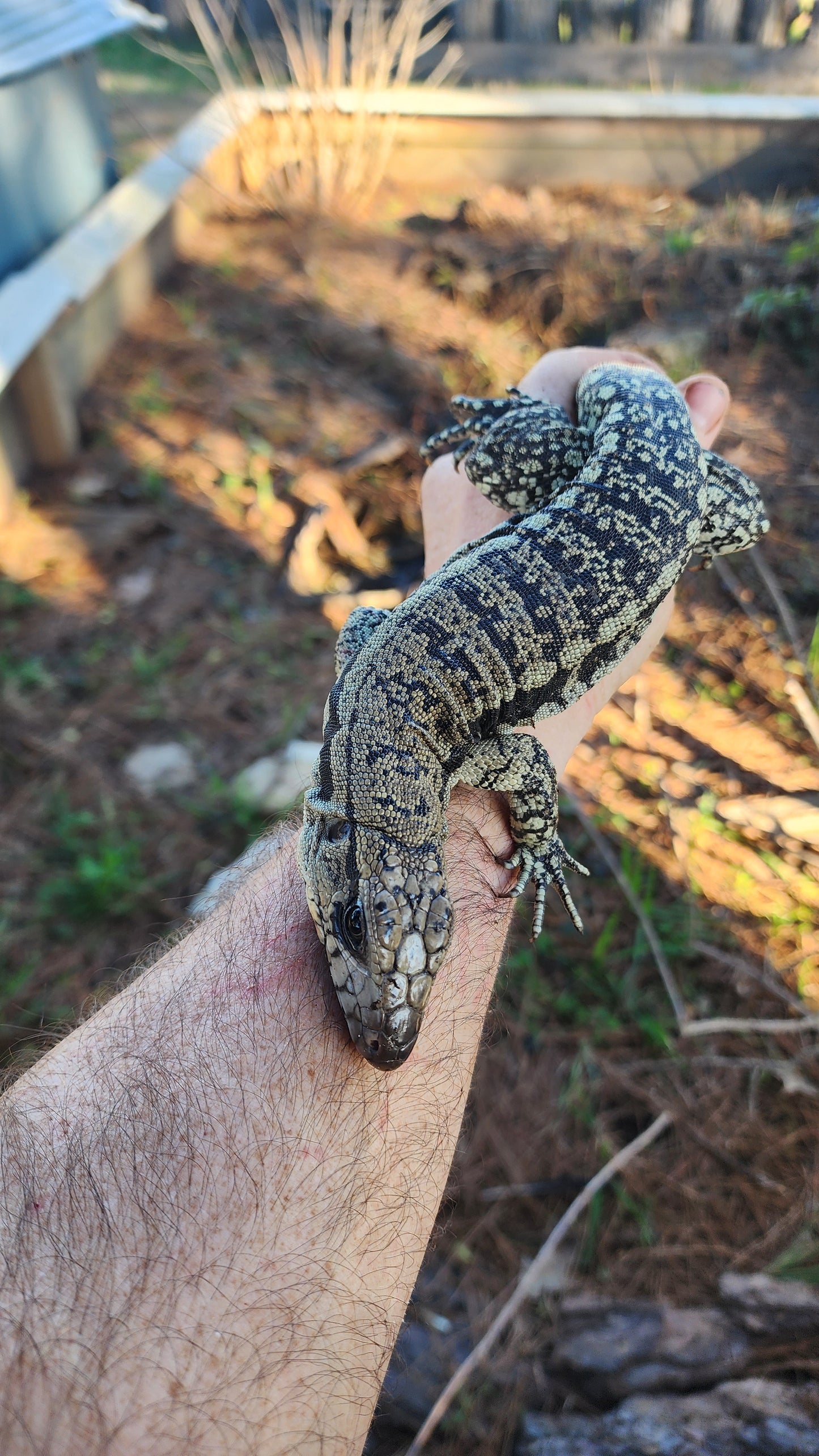 Female Blue Tegu- Legacy  X Tiffany