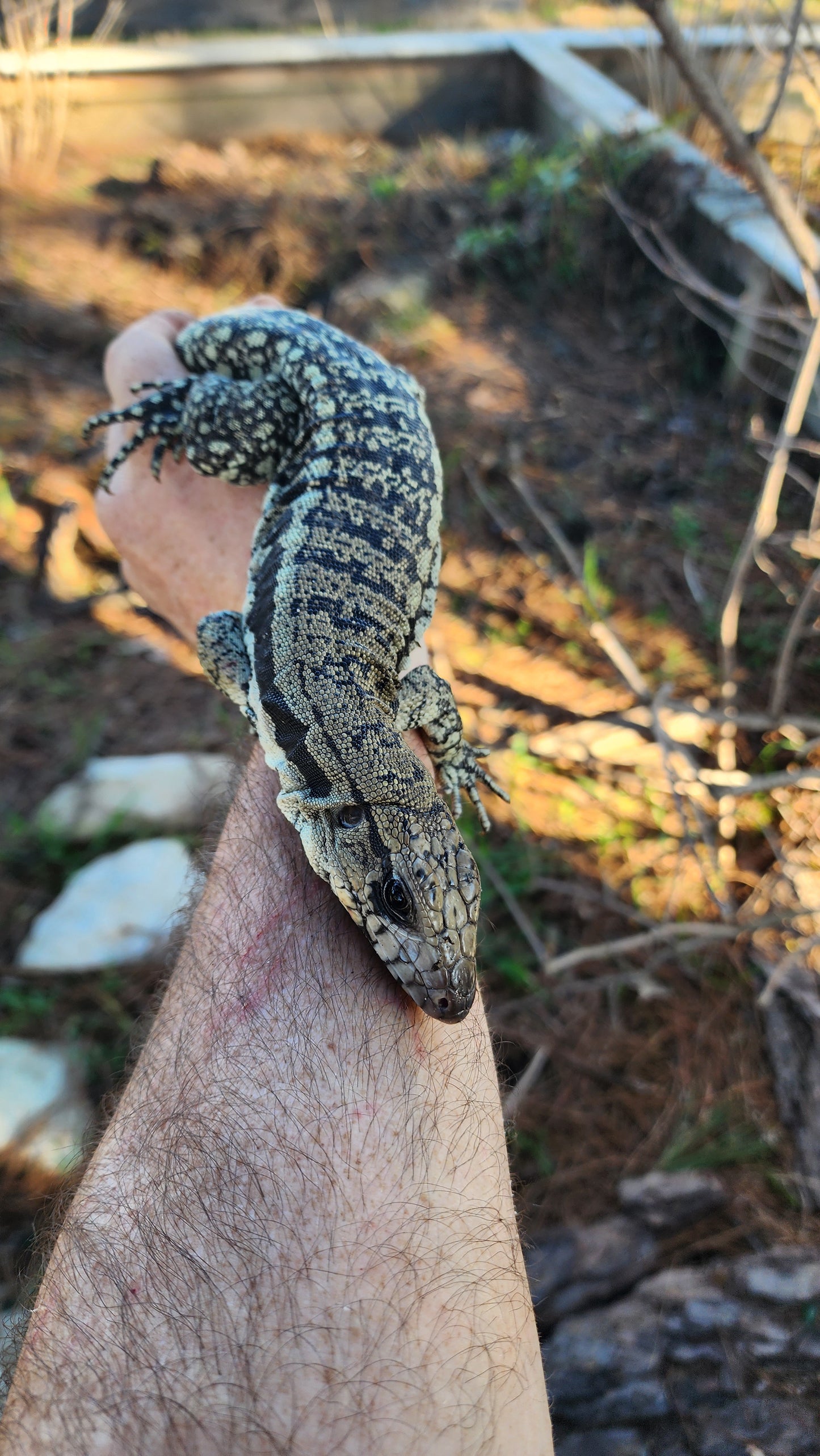 Female Blue Tegu- Legacy  X Tiffany