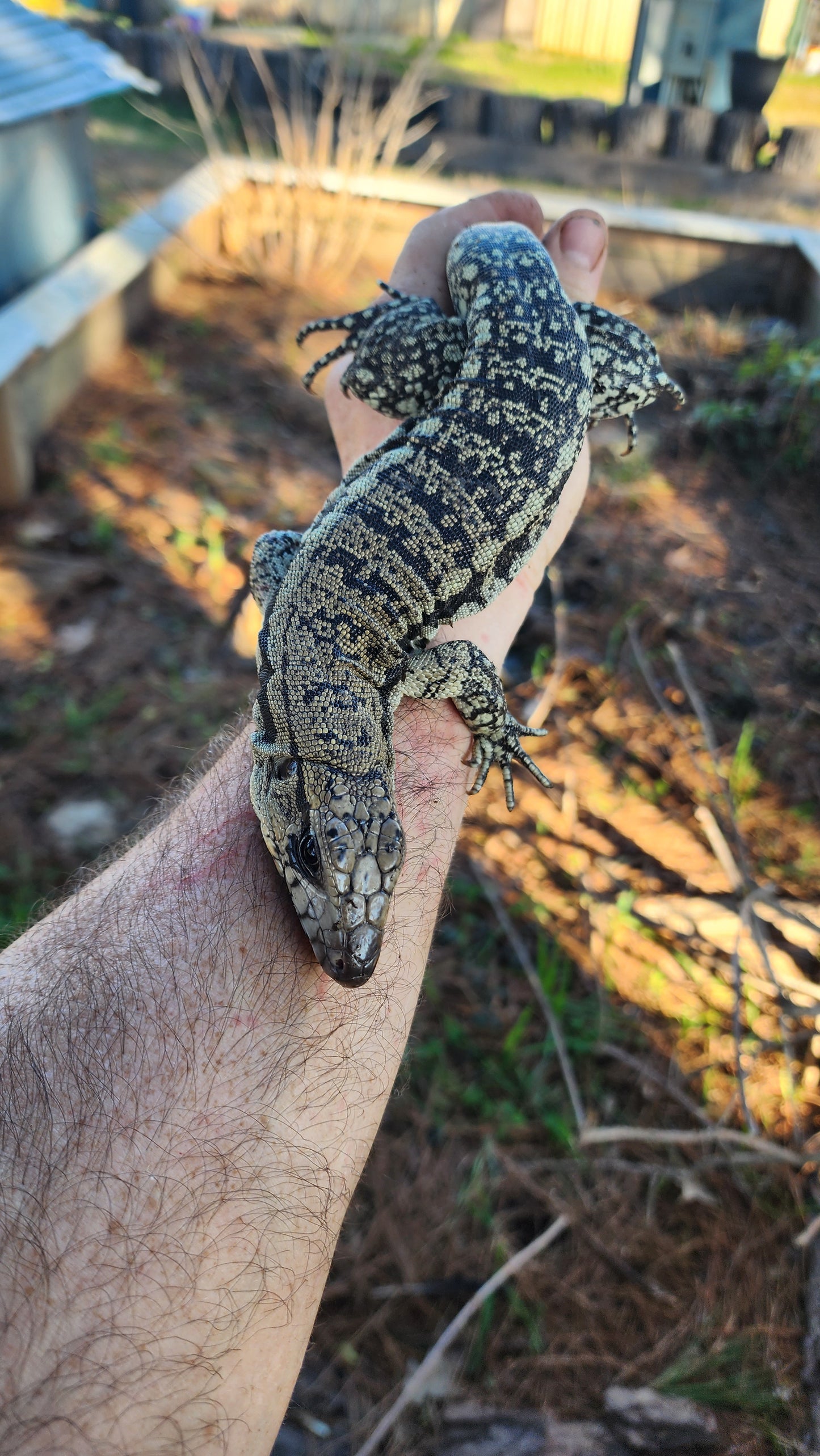 Female Blue Tegu- Legacy  X Tiffany