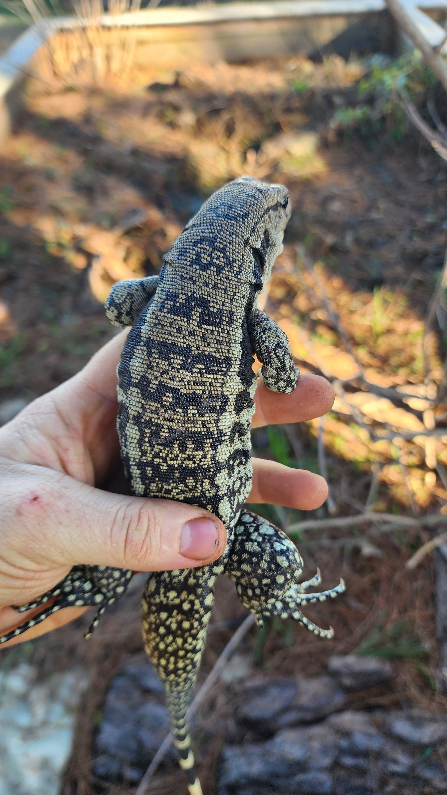 Female Blue Tegu- Legacy  X Tiffany