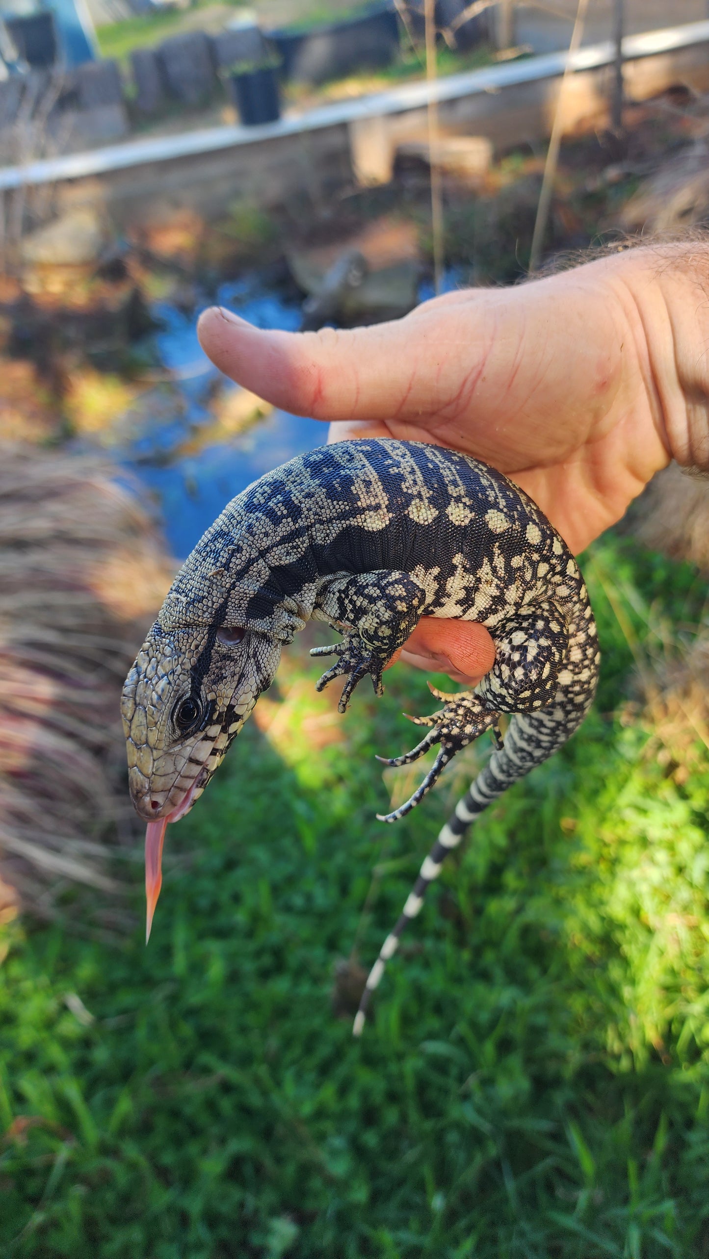 Female Blue Tegu- Legacy X Skylar