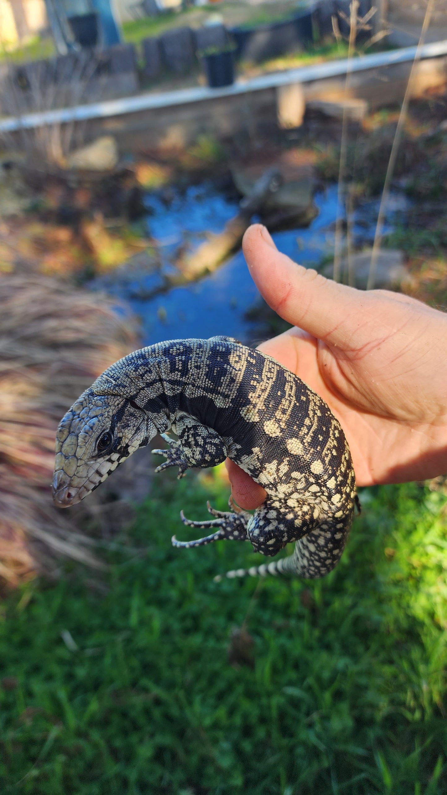 Female Blue Tegu- Legacy X Skylar