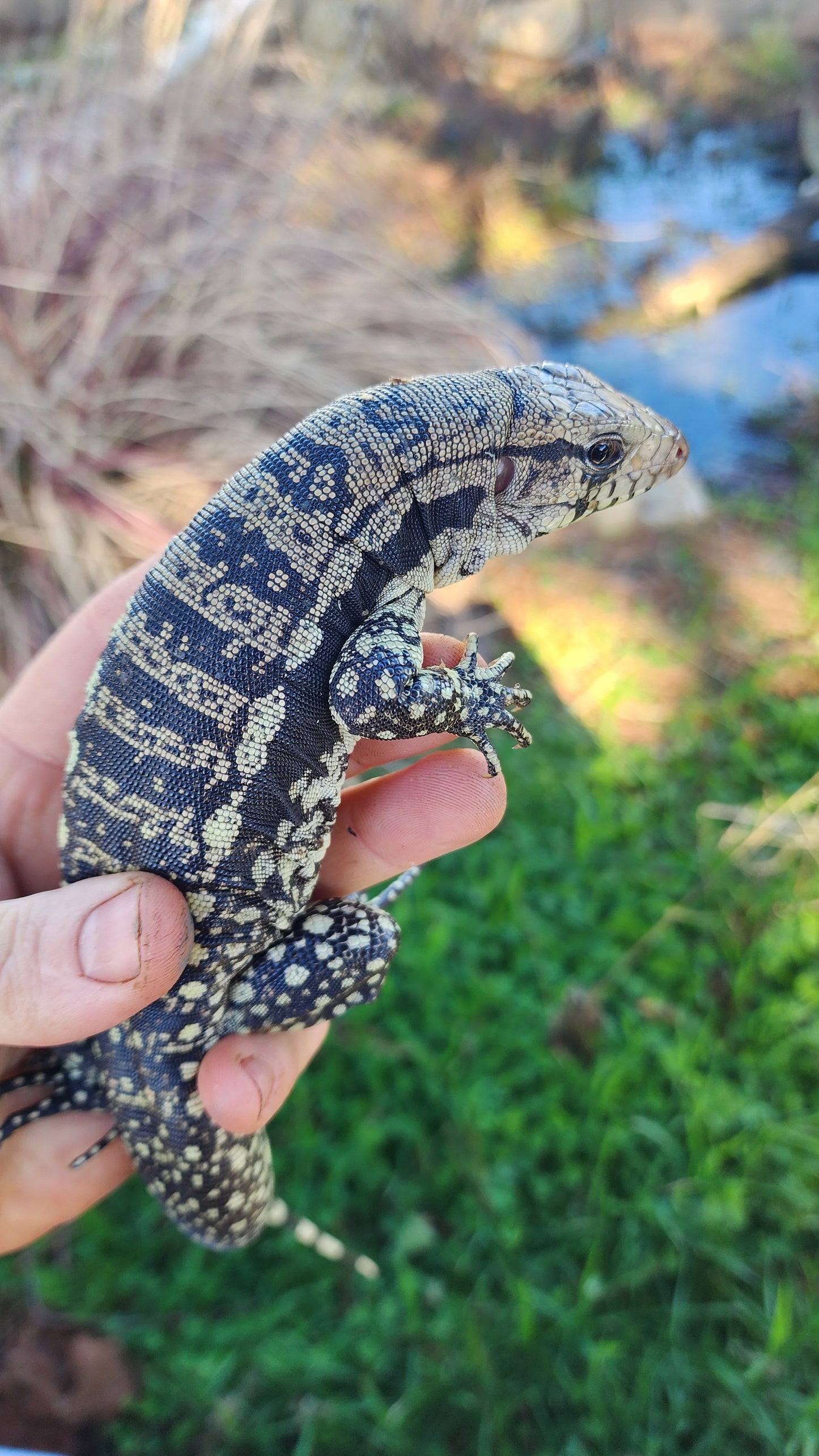 Female Blue Tegu- Legacy X Skylar