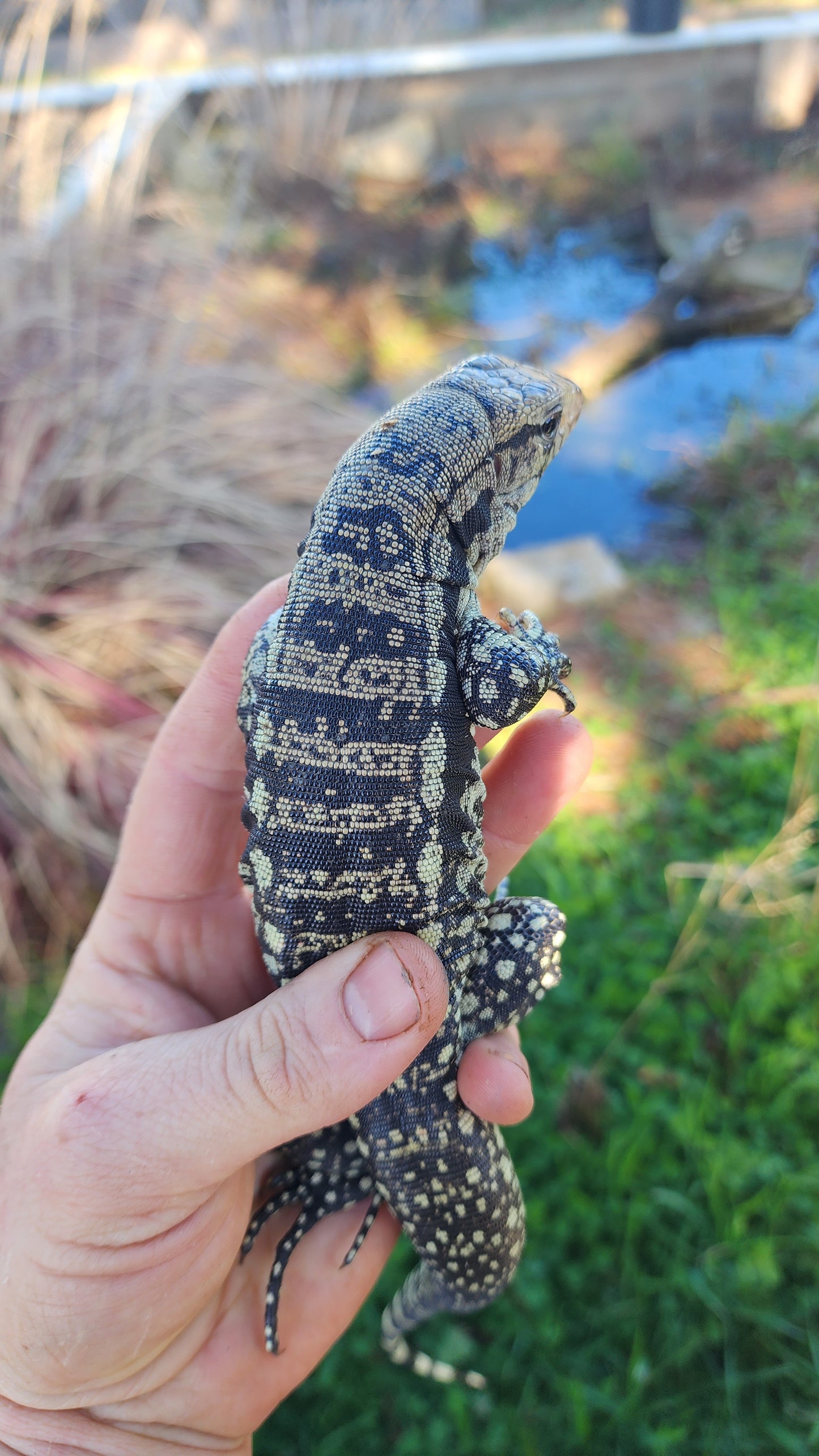 Female Blue Tegu- Legacy X Skylar