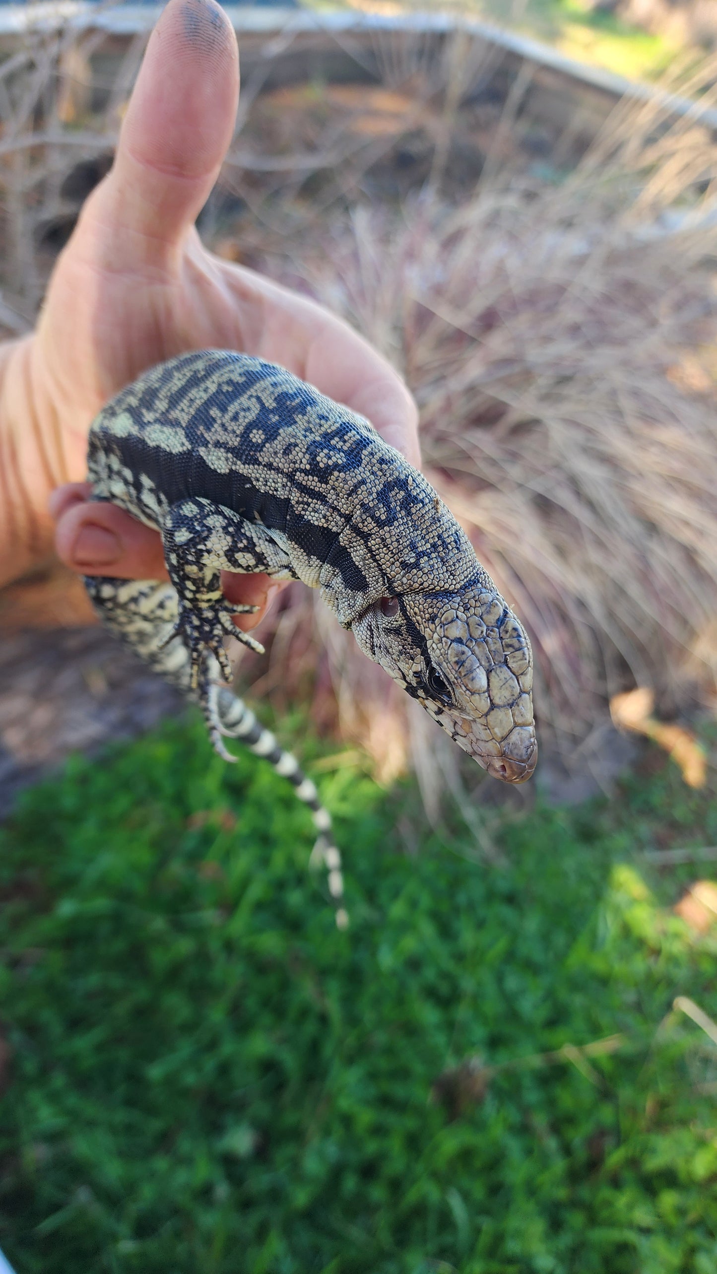 Female Blue Tegu- Legacy X Skylar