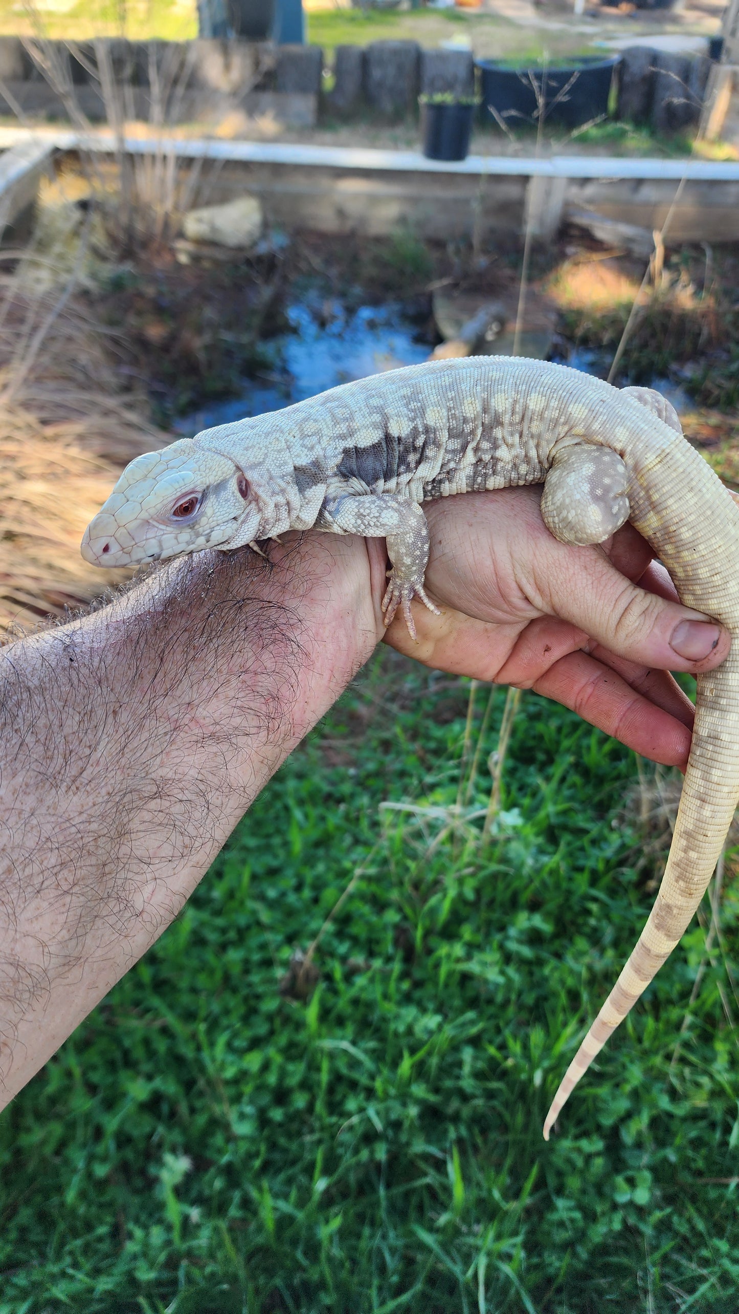 Male Tribrid Albino Tegu- Topaz x Sunny