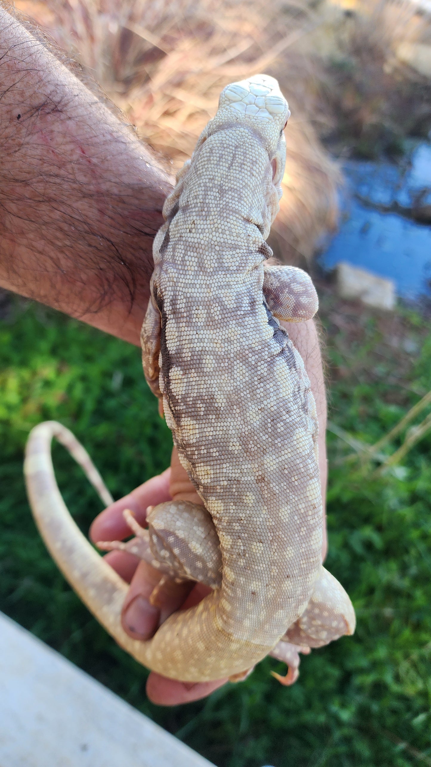 Male Tribrid Albino Tegu- Topaz x Sunny