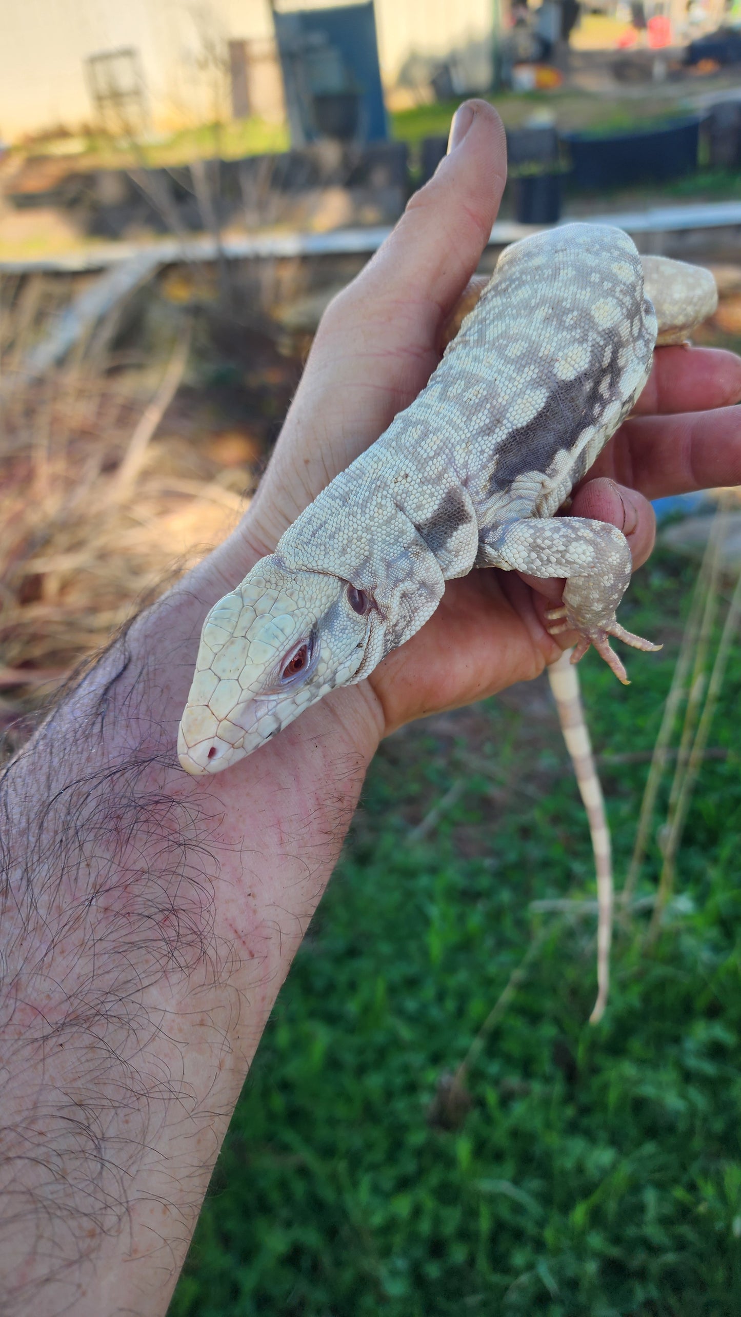 Male Tribrid Albino Tegu- Topaz x Sunny