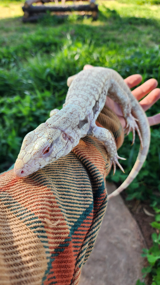 Male Tribrid Albino Tegu- Topaz x Sunny