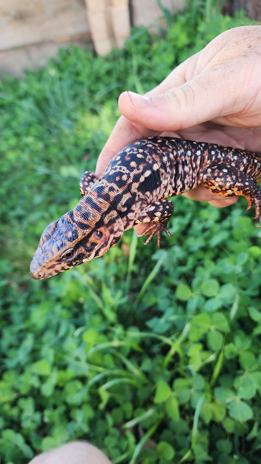 Female Tribrid Tegu- Mako X Trinity