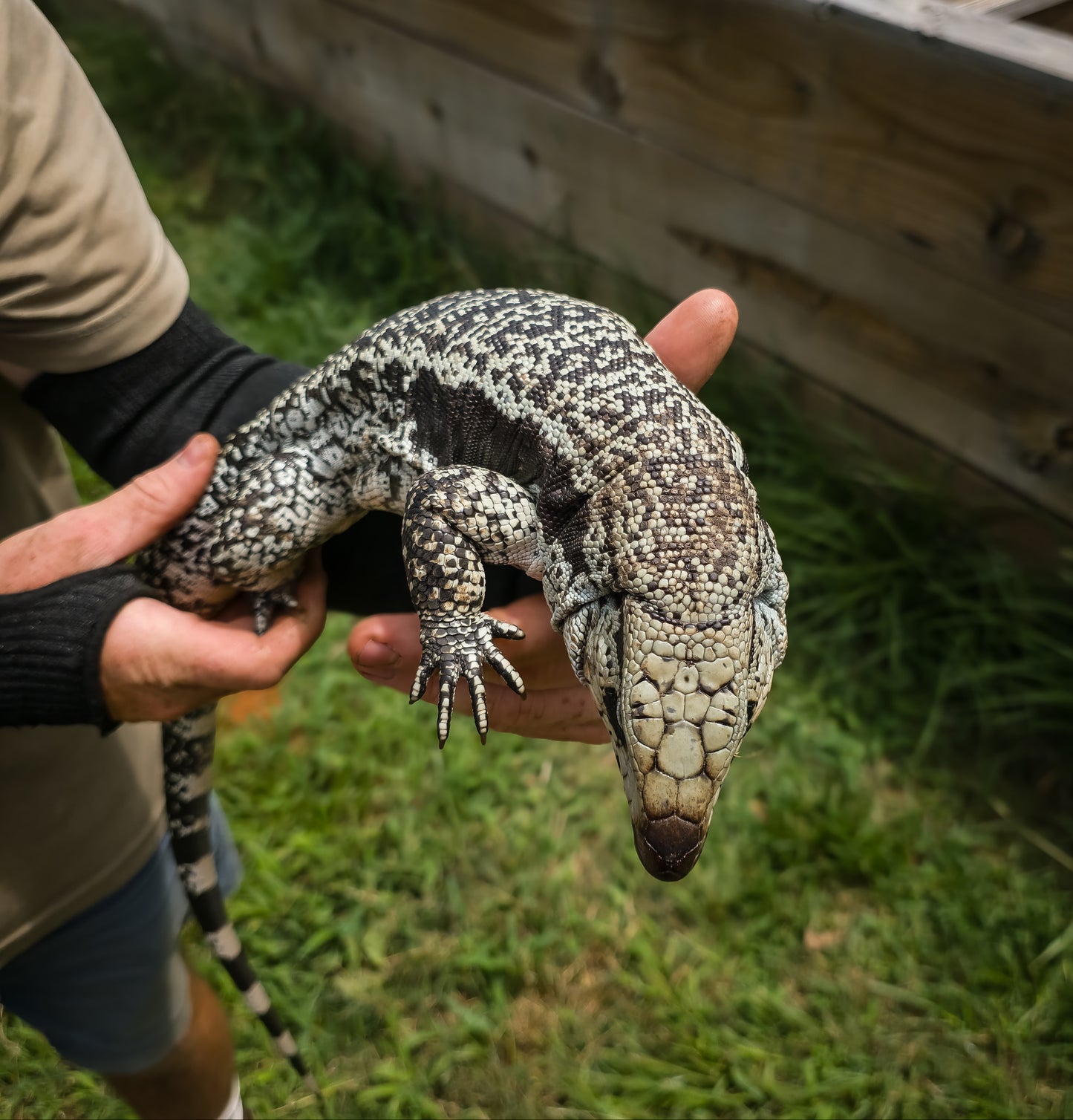 Deposit for Blue Tegu Visual Albino- Azurite x Triana