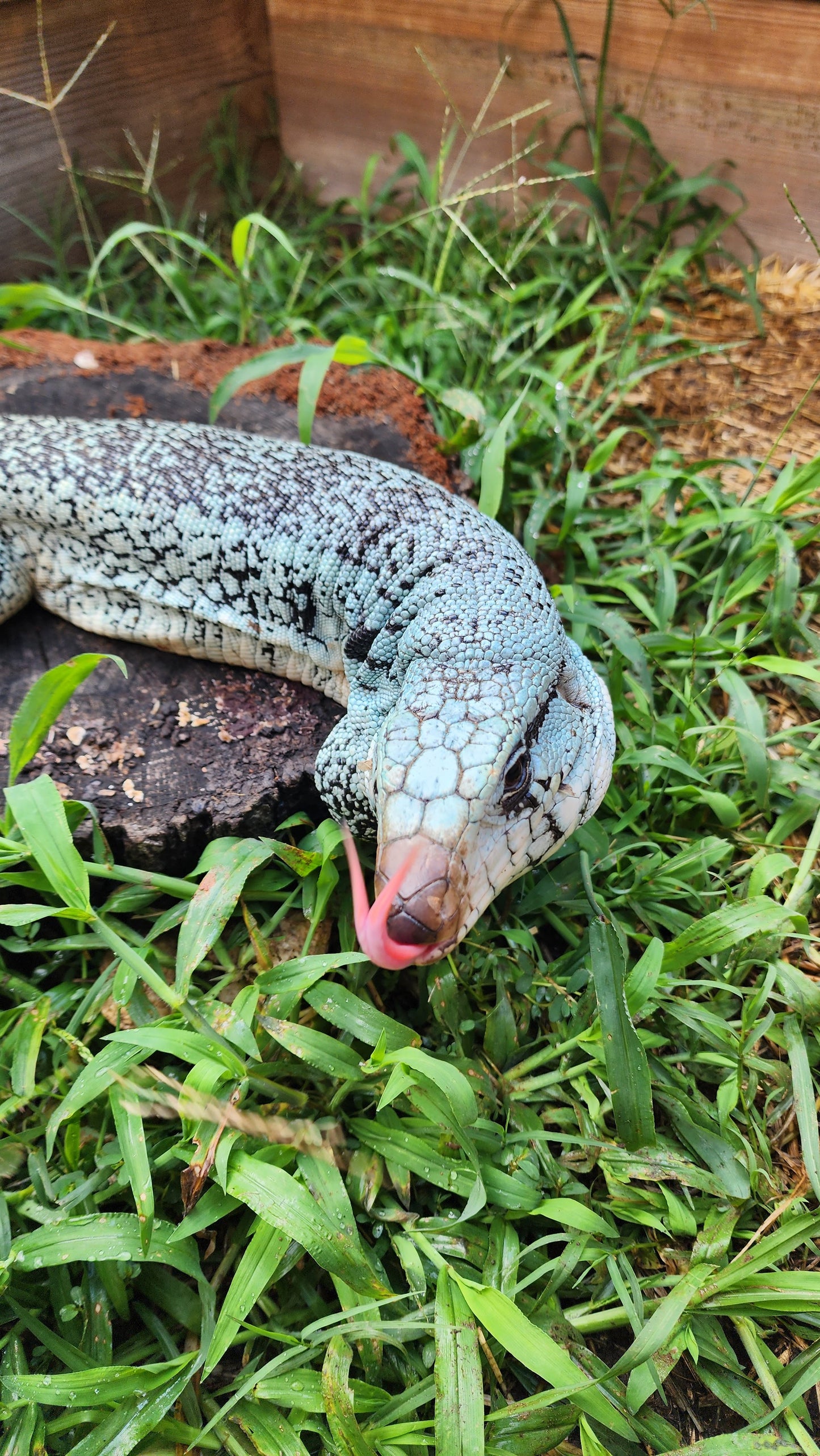 Female Blue Tegu- Genie X Skylar