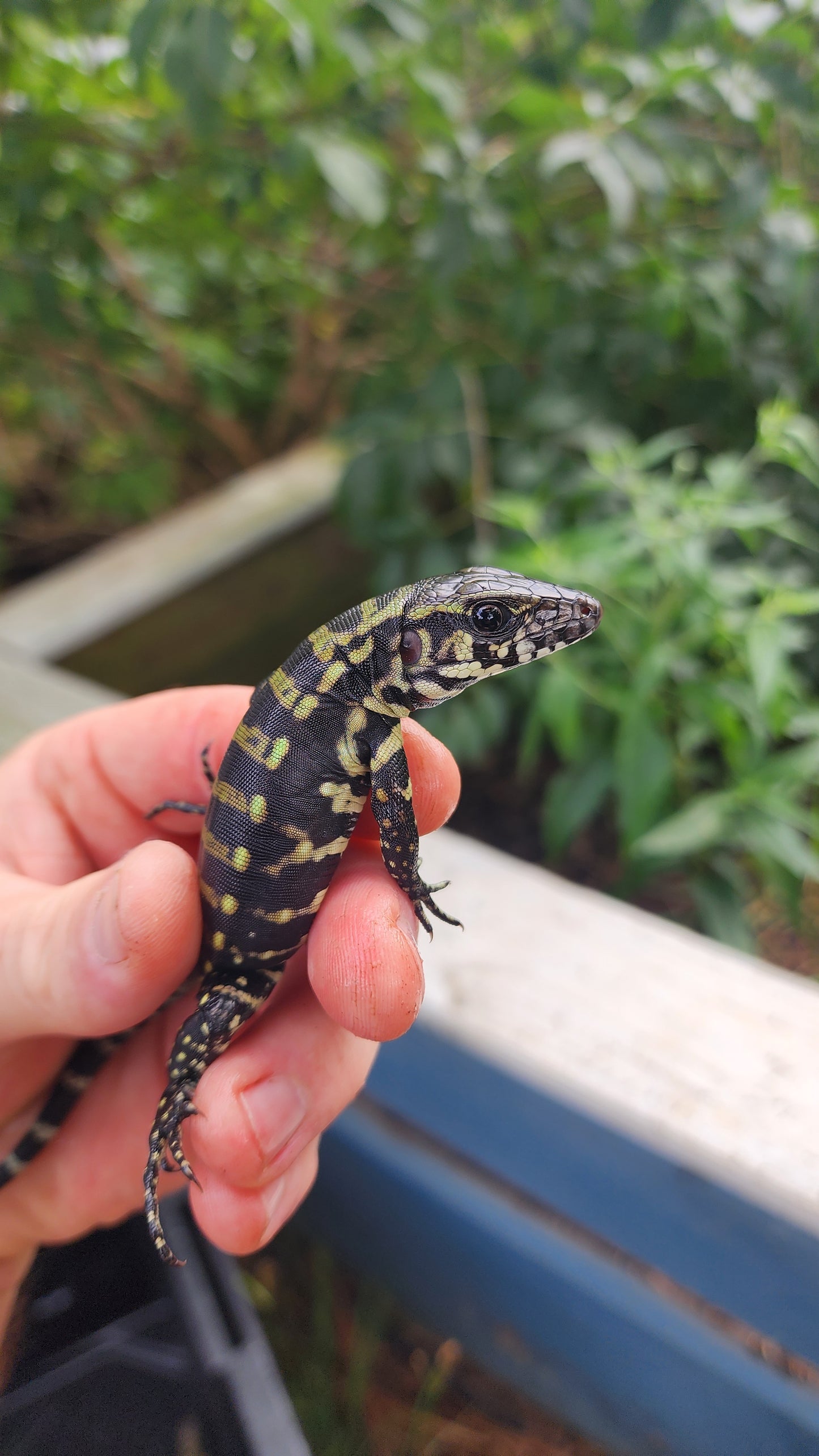 "We pick" Blue hatchling