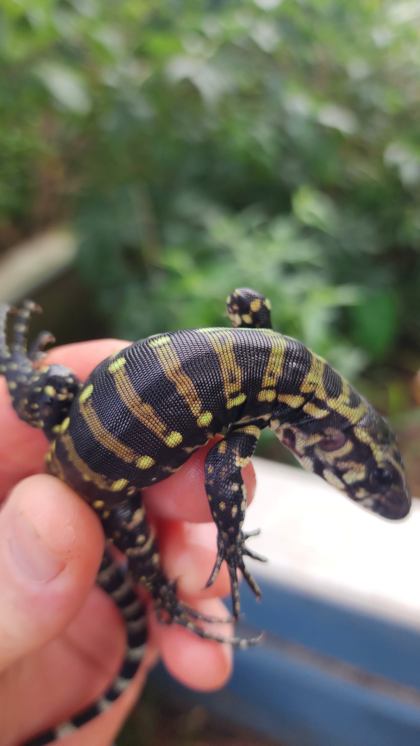 "We pick" Blue hatchling